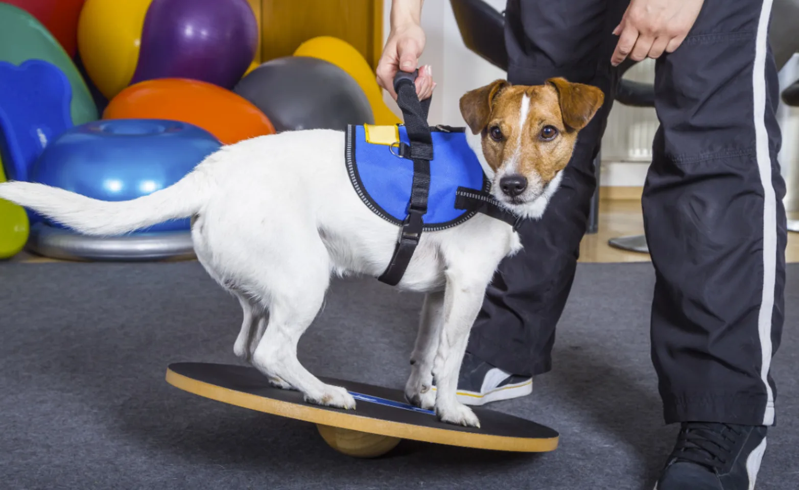 Dog on a Board with Trainer